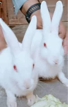 1 Male & 2 female Red eyes white adult rabbits.