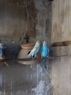 breeding pair milaga egg wala