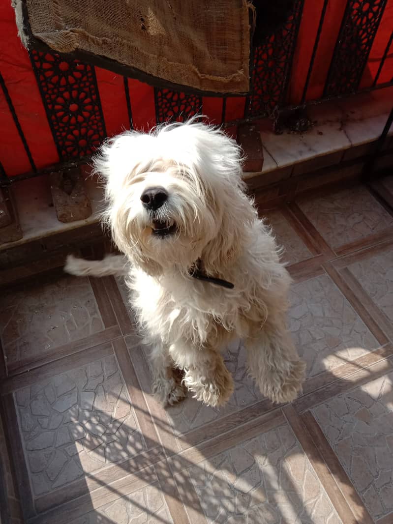 Maltese Poodle White Female for Sale - Age 4 Years 2