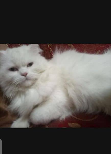 white female triple cot odd eyes one year urgent sale need money 3