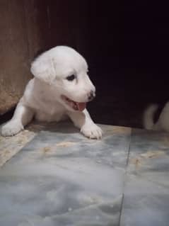 Russian Dogs Baby Pair