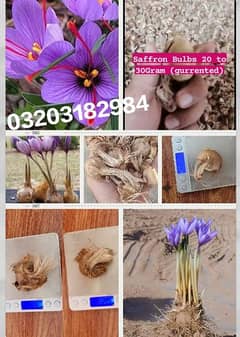 Irani and Spanish saffron bulbs available