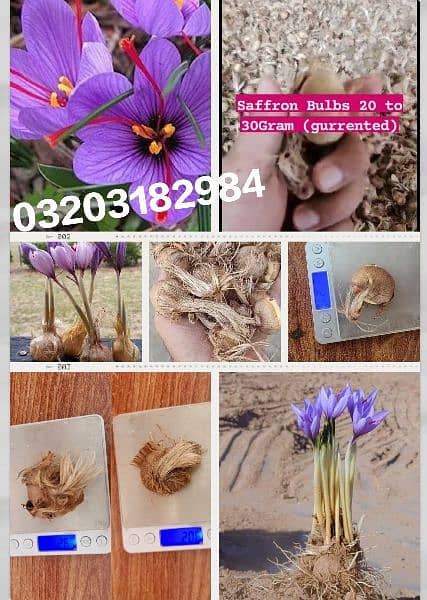 Irani and Spanish saffron bulbs available 0