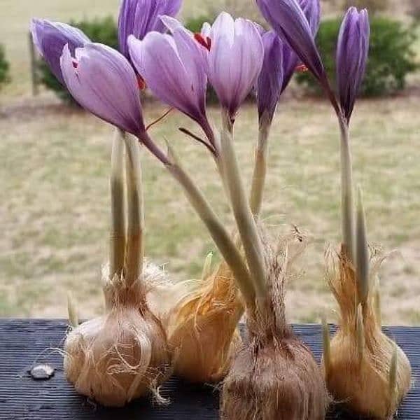 Irani and Spanish saffron bulbs available 4