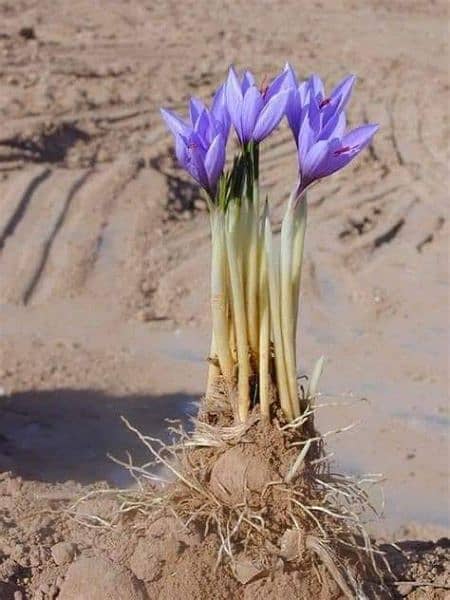 Irani and Spanish saffron bulbs available 5