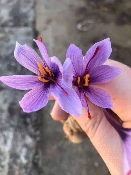 Irani and Spanish saffron bulbs available 6