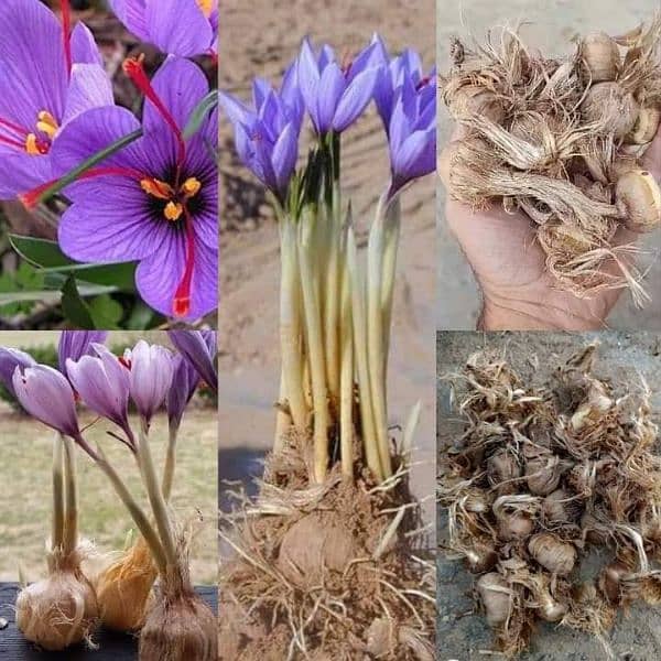 Irani and Spanish saffron bulbs available 7