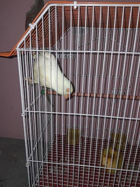 white ringneck for sale Bolta bhe  hn 5