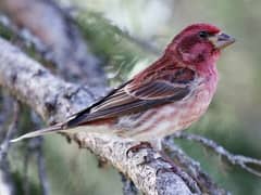 House Finch