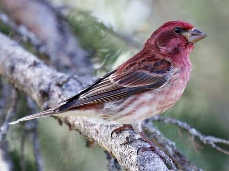 House Finch 2