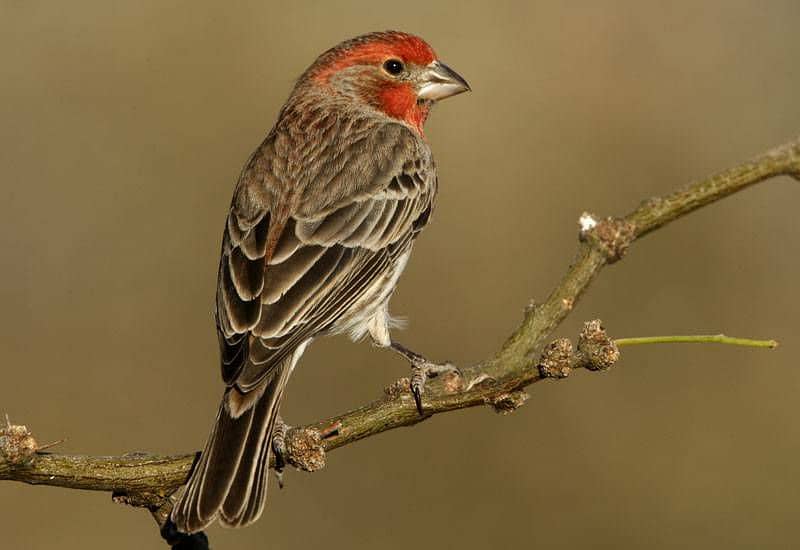 House Finch 3