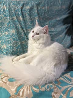 Persian male cat