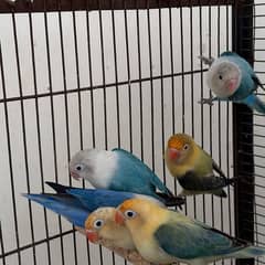 all birds Parblue opline blue opline 0