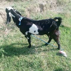 bakri for sale 0