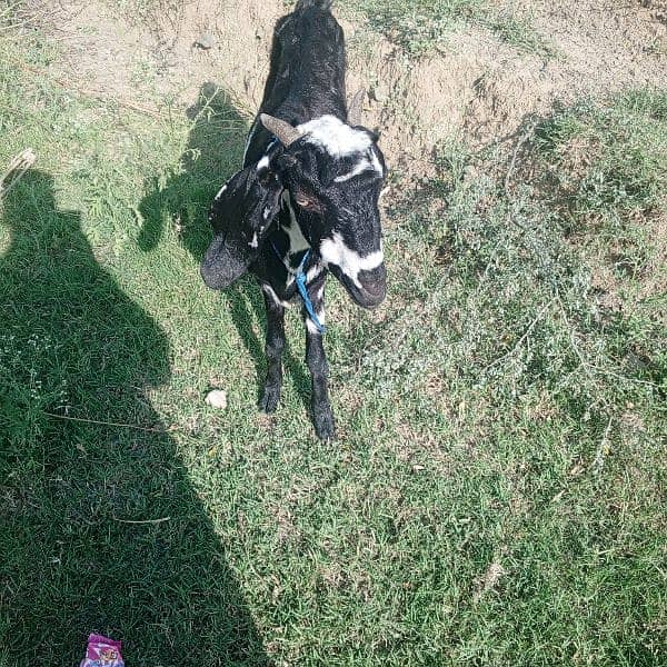 bakri for sale 4