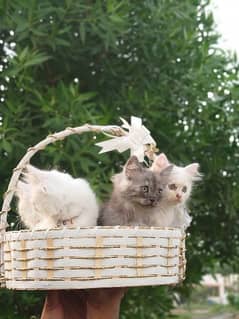 Persian Kittens Up For Sale