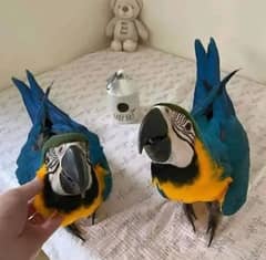 blue macaw parrot checks for sale 03307595248 WhatsApp number 0