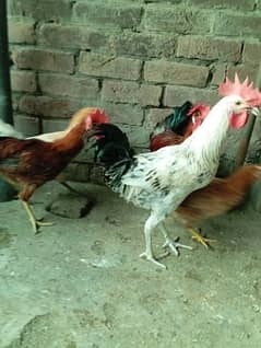 Big Desi roosters healthy, active big size compared to the  market 0