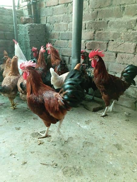 Big Desi roosters healthy, active big size compared to the  market 1