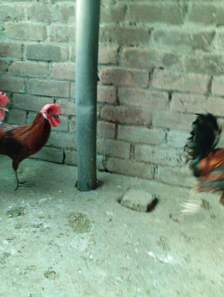 Big Desi roosters healthy, active big size compared to the  market 2