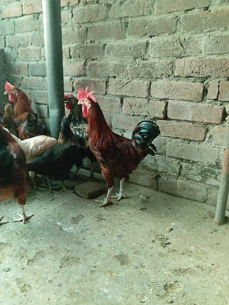 Big Desi roosters healthy, active big size compared to the  market 3