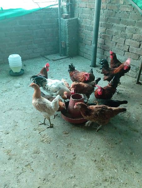 Big Desi roosters healthy, active big size compared to the  market 4