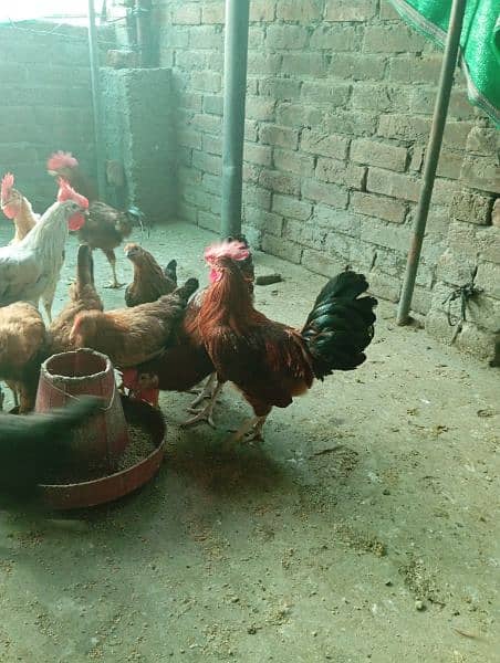 Big Desi roosters healthy, active big size compared to the  market 5