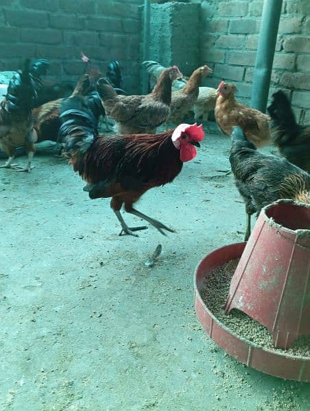 Big Desi roosters healthy, active big size compared to the  market 6