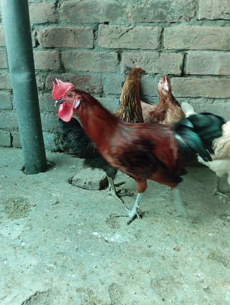 Big Desi roosters healthy, active big size compared to the  market 7