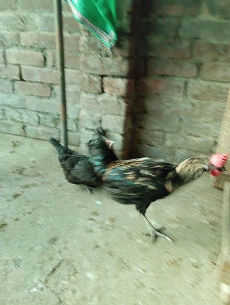 Big Desi roosters healthy, active big size compared to the  market 9