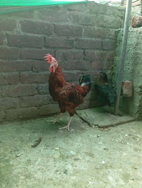 Big Desi roosters healthy, active big size compared to the  market 10