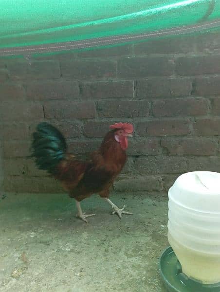 Big Desi roosters healthy, active big size compared to the  market 11