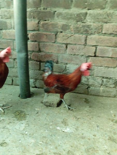 Big Desi roosters healthy, active big size compared to the  market 13