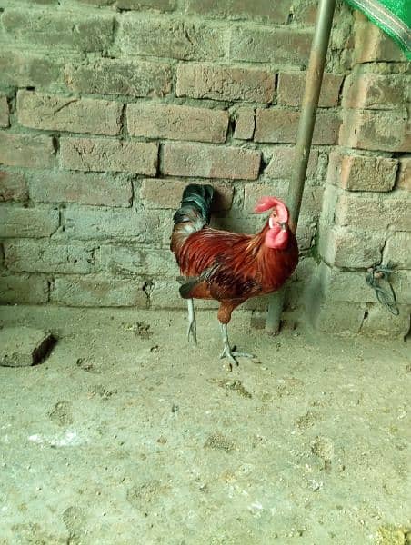 Big Desi roosters healthy, active big size compared to the  market 14