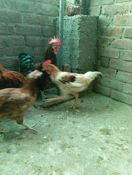 Big Desi roosters healthy, active big size compared to the  market 15