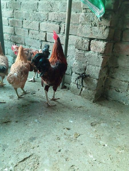 Big Desi roosters healthy, active big size compared to the  market 16