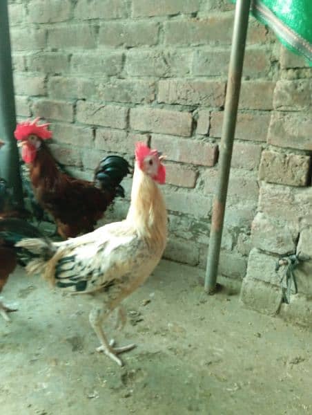 Big Desi roosters healthy, active big size compared to the  market 17