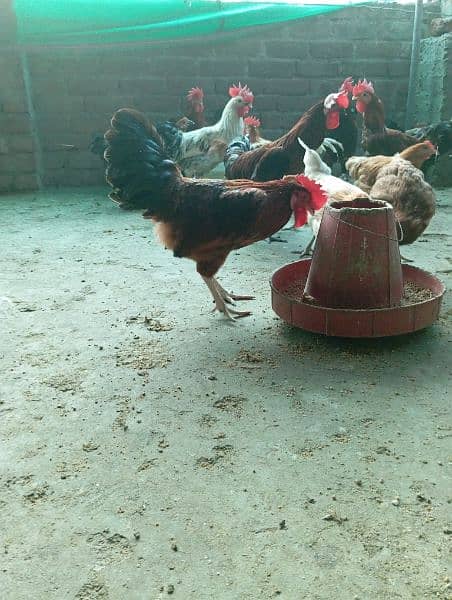 Big Desi roosters healthy, active big size compared to the  market 18