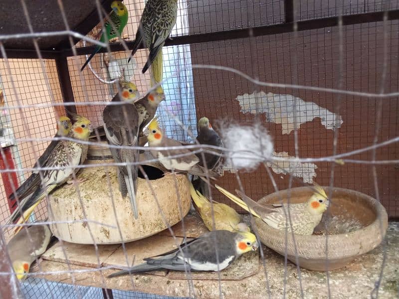 birds cage 0