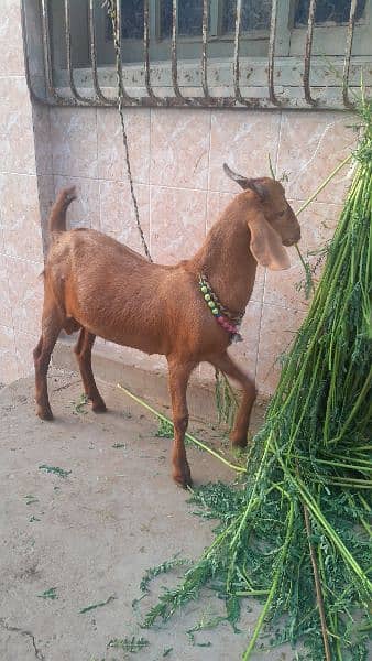 beautiful and healthy tapra for sale location mirpurkhas 0