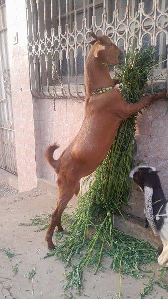 beautiful and healthy tapra for sale location mirpurkhas 1