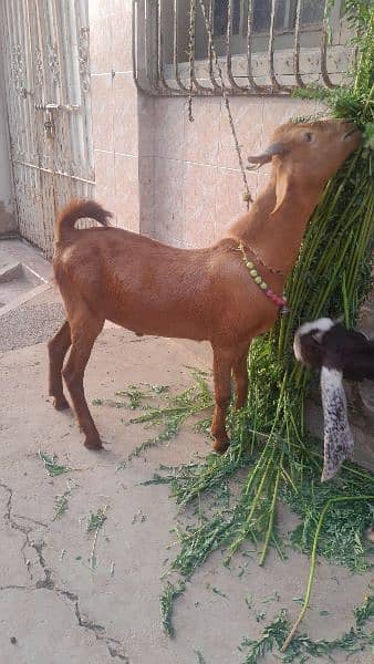 beautiful and healthy tapra for sale location mirpurkhas 2