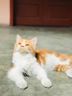 persian cat