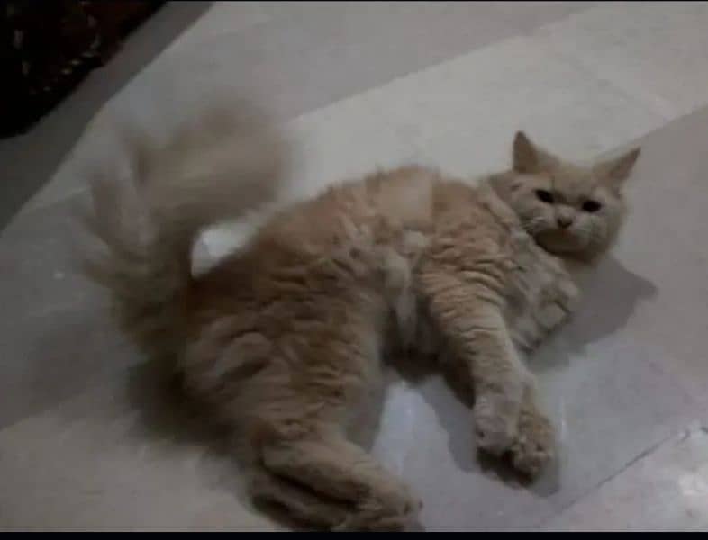 Adult female Persian cat 1