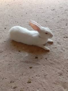 rabbit babies white and black