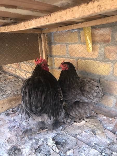 silver polish and blue bantam fancy hens 0