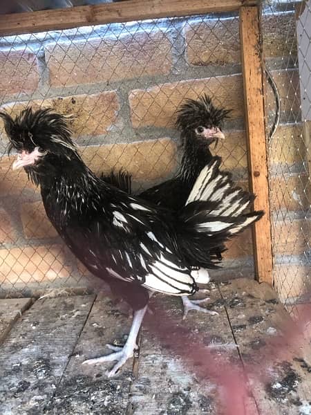 silver polish and blue bantam fancy hens 1