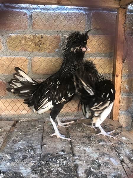 silver polish and blue bantam fancy hens 2