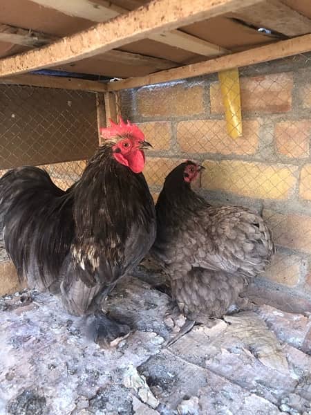 silver polish and blue bantam fancy hens 3