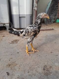 aseel high quality chicks, indian gaint male king size